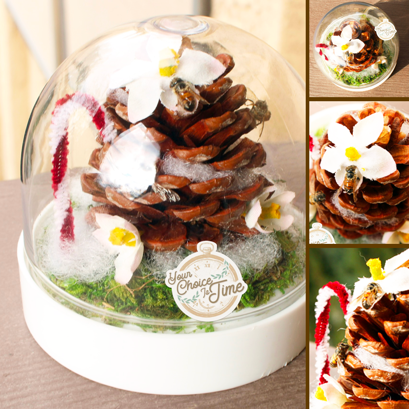Holiday dome with real bees around a pinecone with a touch of Christmas spirit