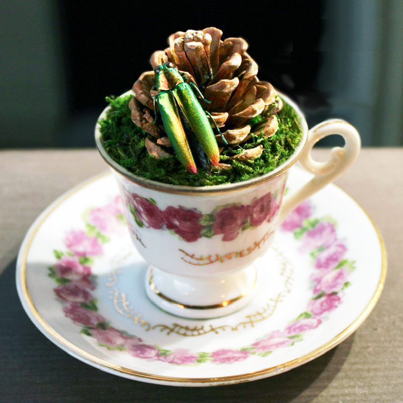 Teacup woodland with a metallic jewel beetle in moss and hand-shaped pinecone carefully sawed and sanded to fit just right