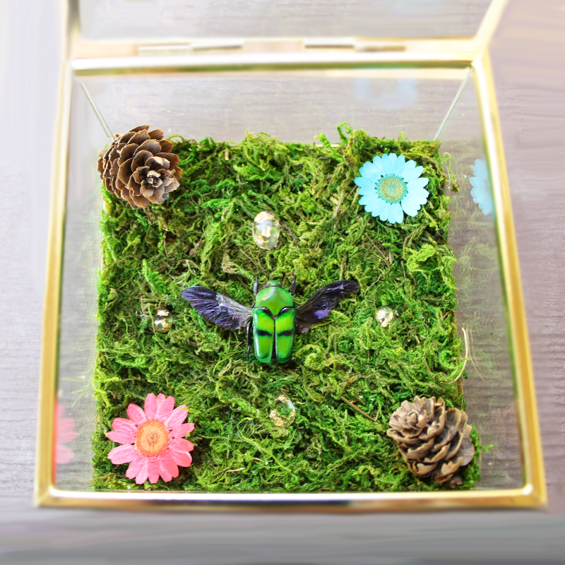 Ischiosopha bifasciata beetle box garden with gold flakes
