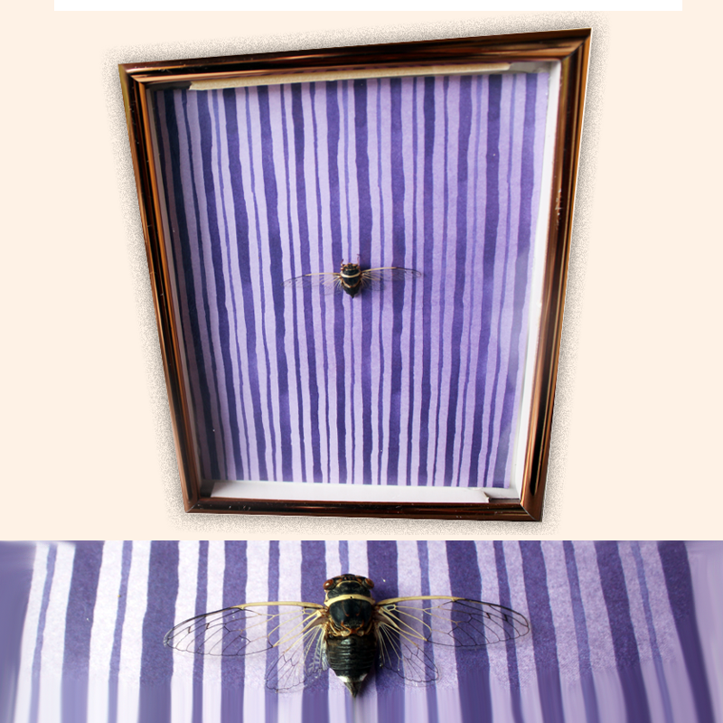 Preserved framed cicada with purple striped background