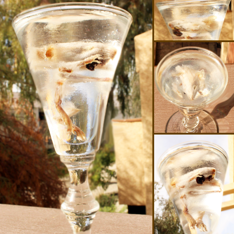 Deconstructed mummified mouse in goblet vessel with preserved heart in resin