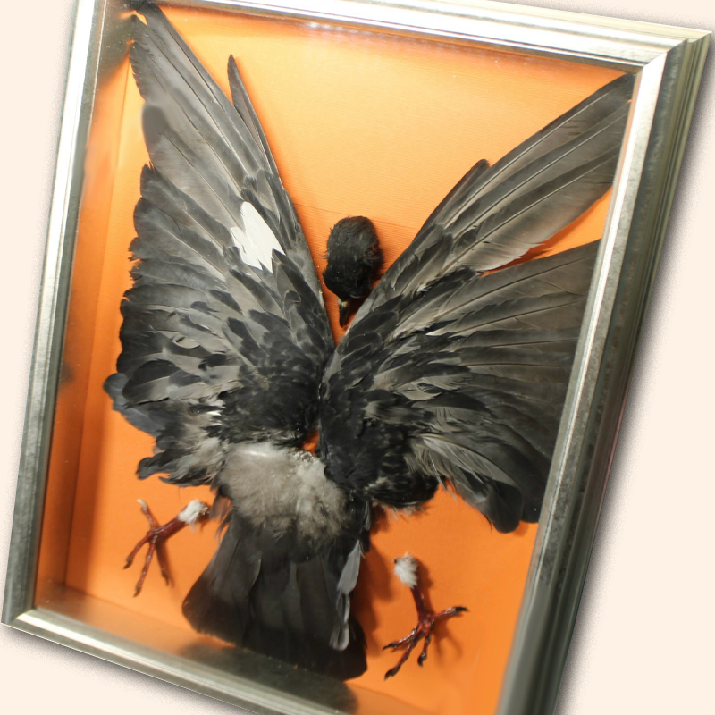 Disassembled rock pigeon in anatomical study with origin collection card