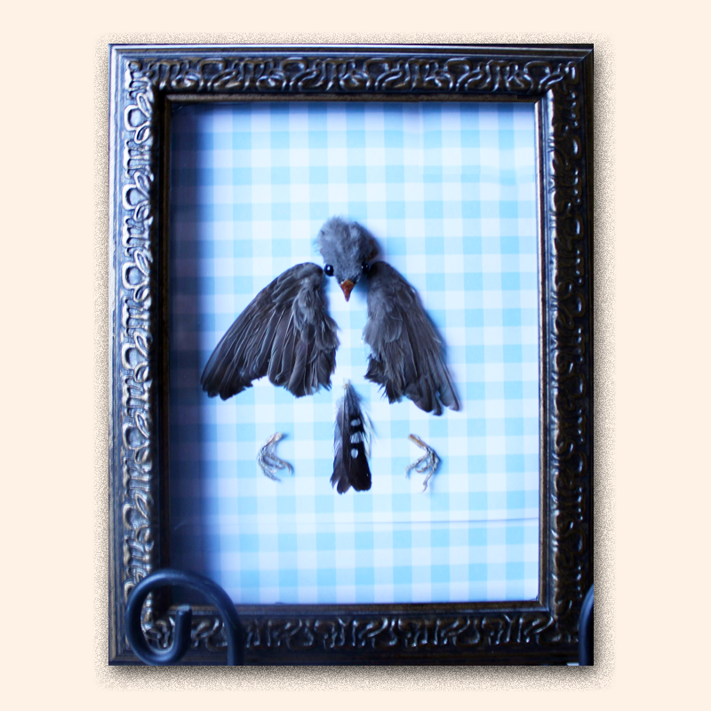 Zebra finch preserved in fragments