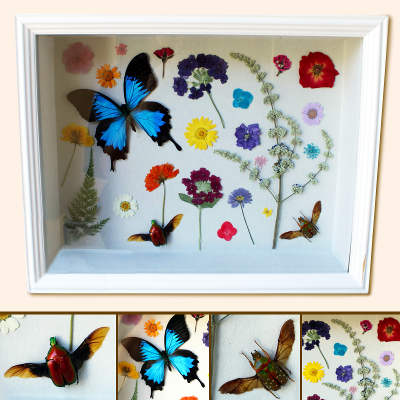 Shadow box garden with real dried florals and Papilio Ulysses butterfly and 2 Stephanorrhina guttata and Torynorrhina flammea beetles