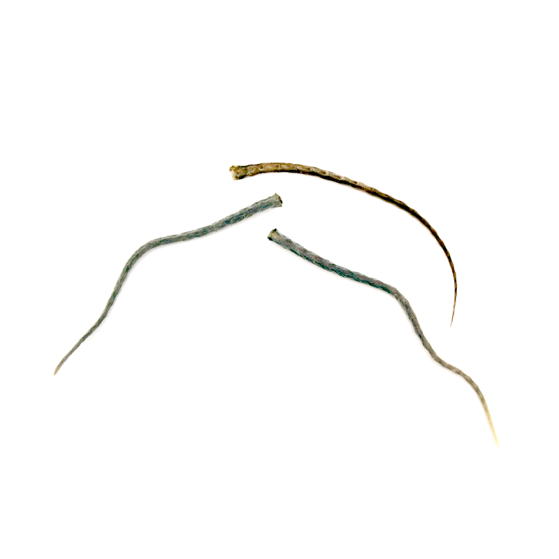 Mummified preserved mouse tails