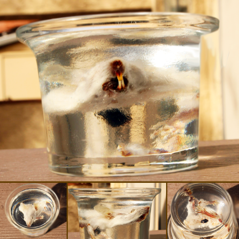 Mummified mouse in pieces with preserved heart in resin