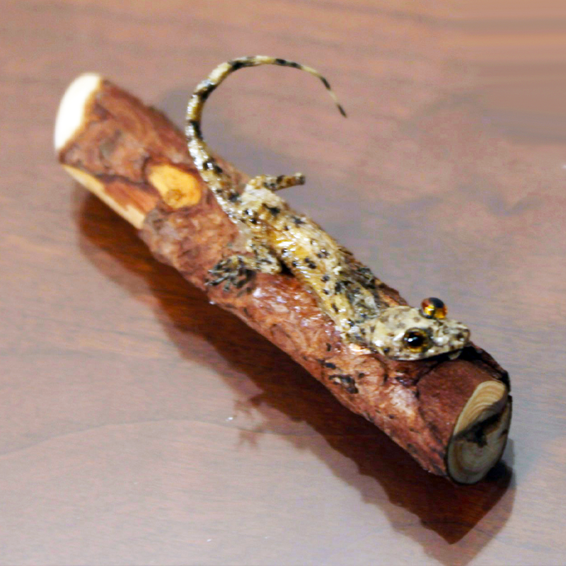 Mediterranean gecko resting on a natural log