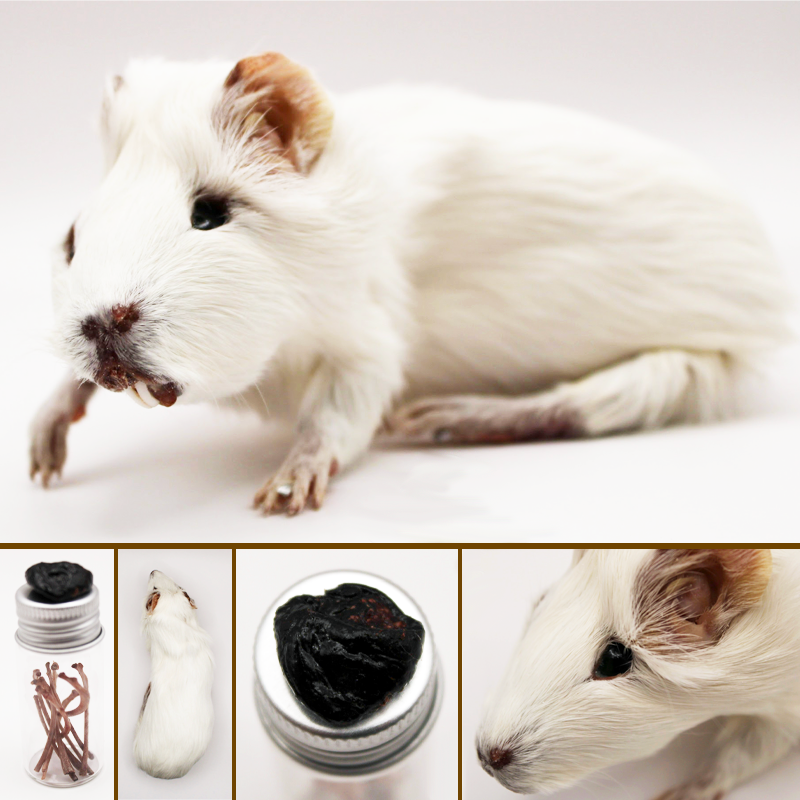 soft pose guinea pig