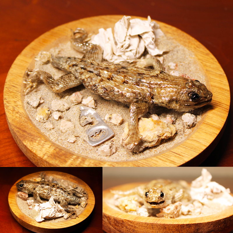 Desert spiny lizard display with litter