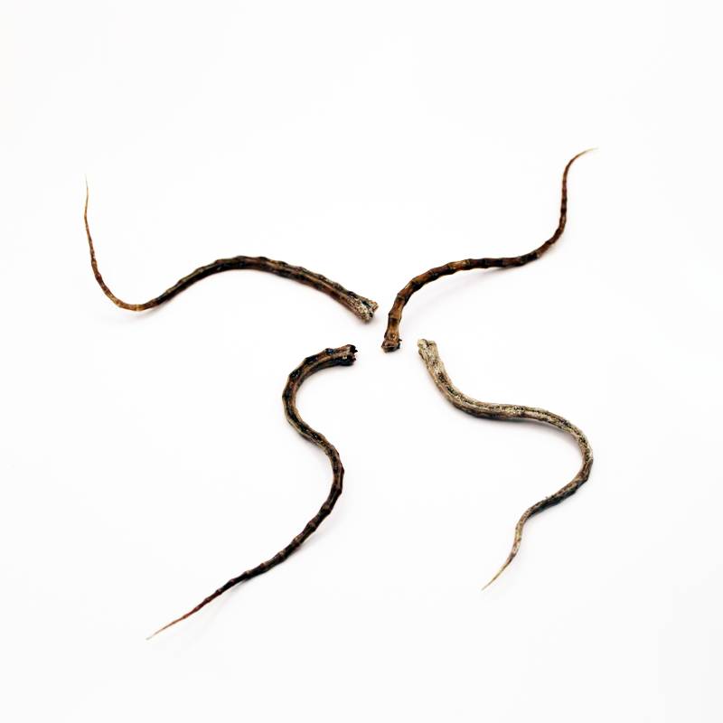 Mummified preserved rat tails