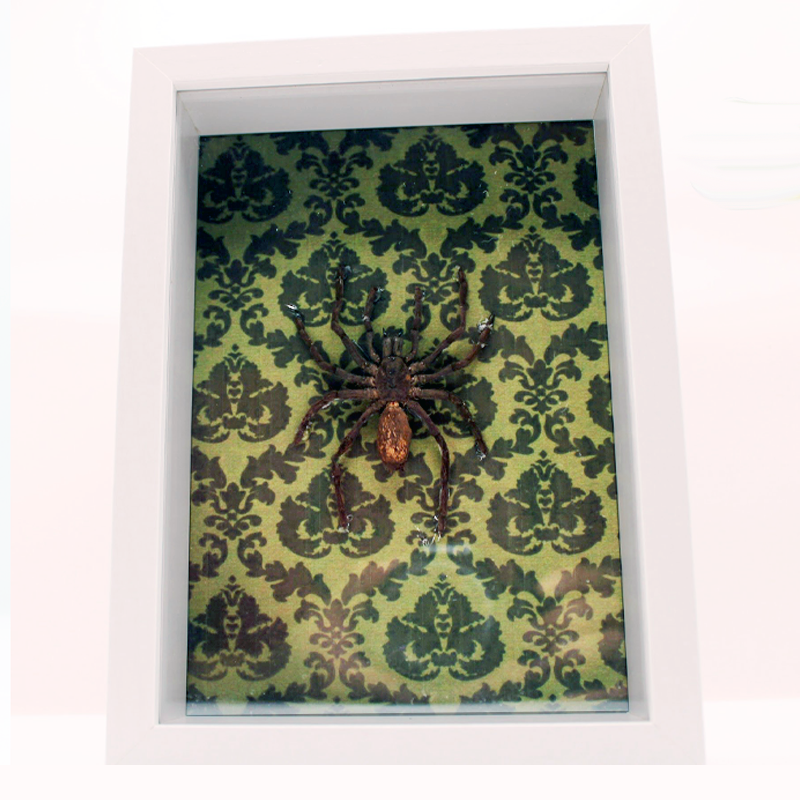 Tarantula on vintage-inspired backdrop